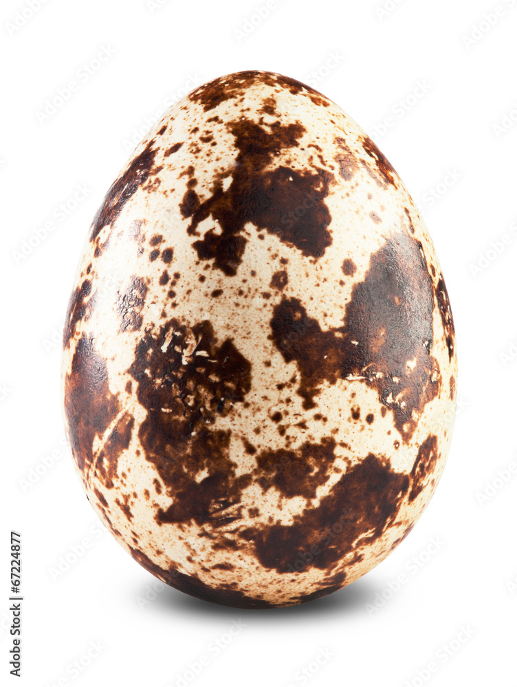 Quail egg Quail egg