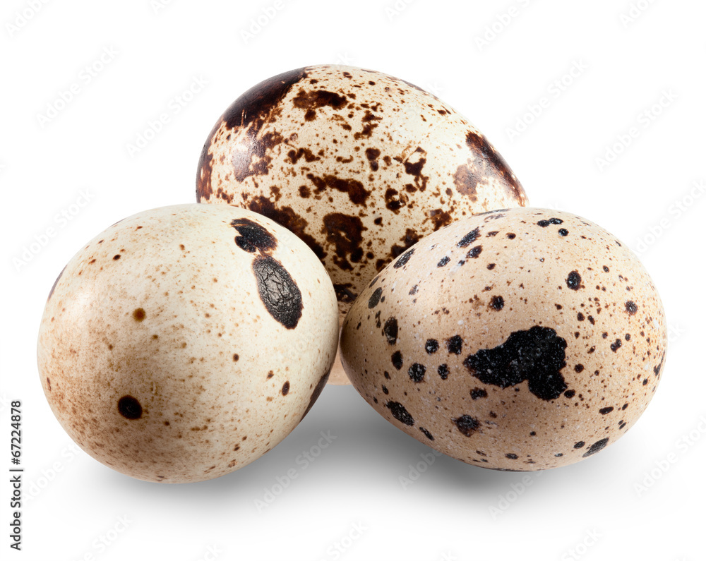 Obraz premium Quail eggs