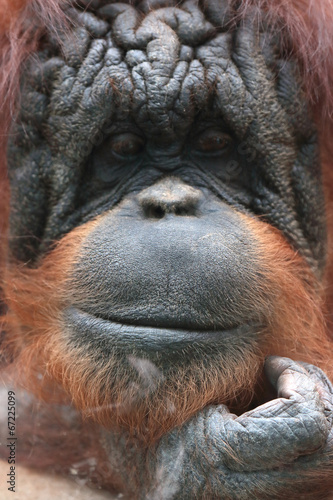 Closeup of bornean orangutan © mattiaath