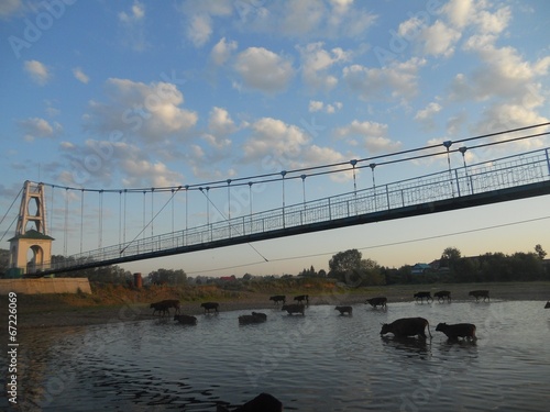 Коровы переходят через реку