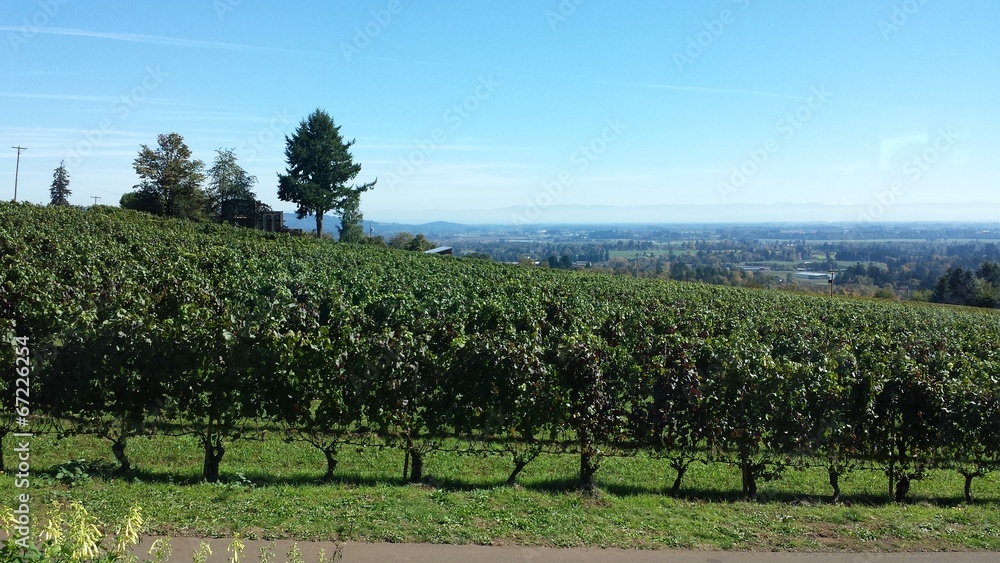 Grape vines in wine country