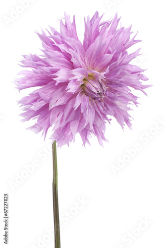 Fototapeta Naklejka Na Ścianę i Meble -  dahlia