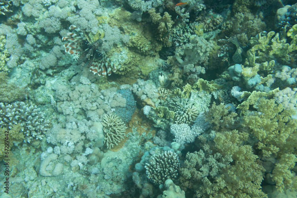 Fototapeta premium A Blue Dot Grouper
