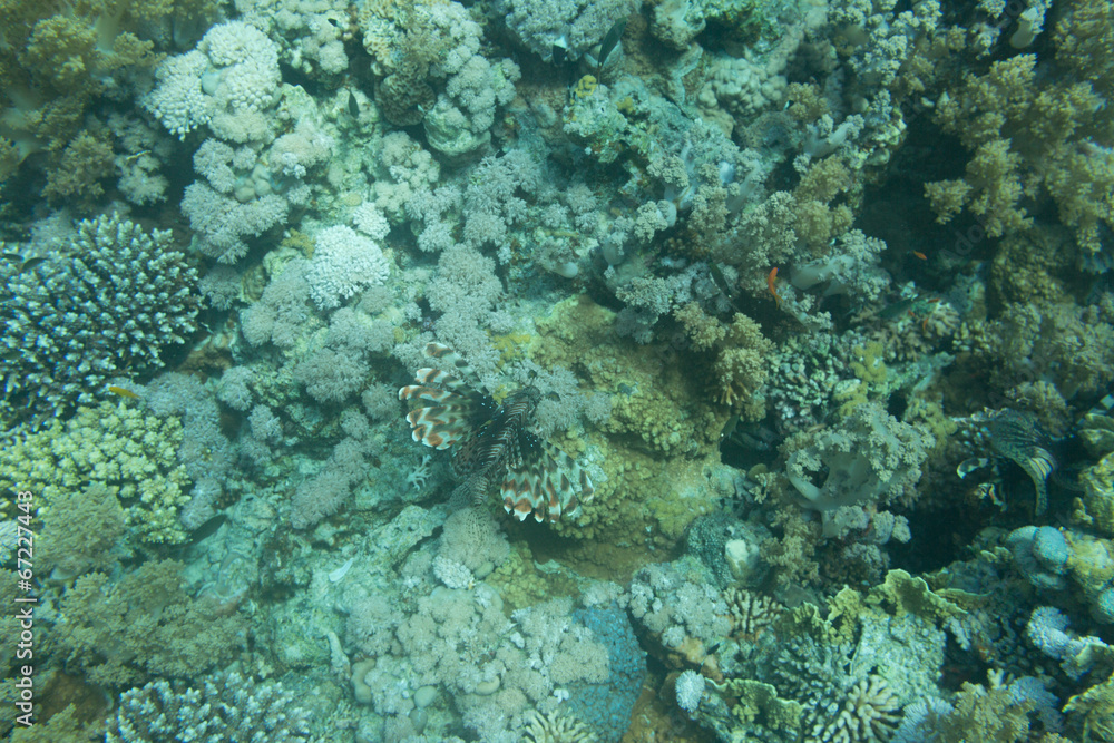 A Blue Dot Grouper A Blue Dot Grouper