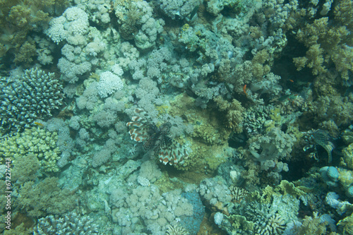 A Blue Dot Grouper