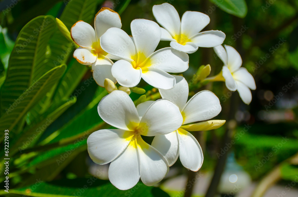 Plumeria (frangipani) flowers on tree Plumeria (frangipani) flowers on tree
