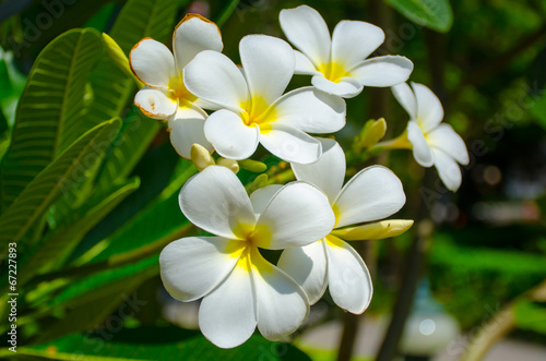 Plumeria (frangipani) flowers on tree