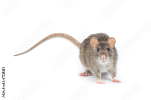 rat