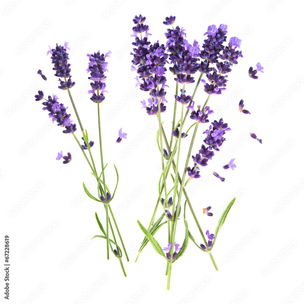 Obraz premium lavender flowers isolated on white background