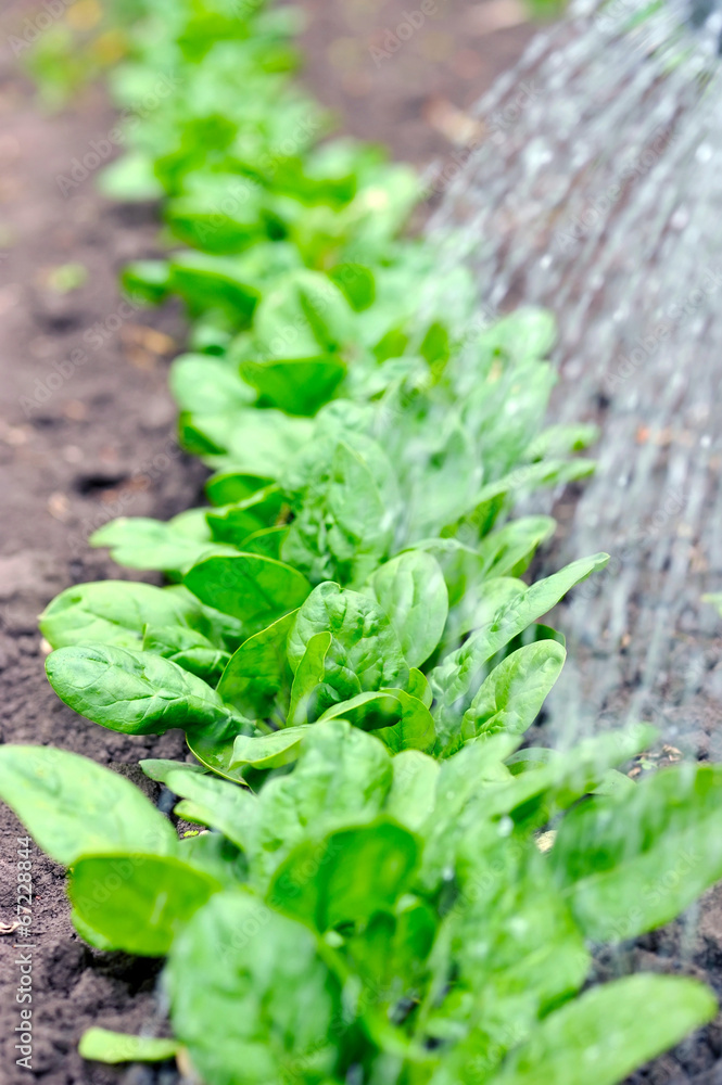 Watering of vegetable bed with rows of spinach Watering of vegetable bed with rows of spinach