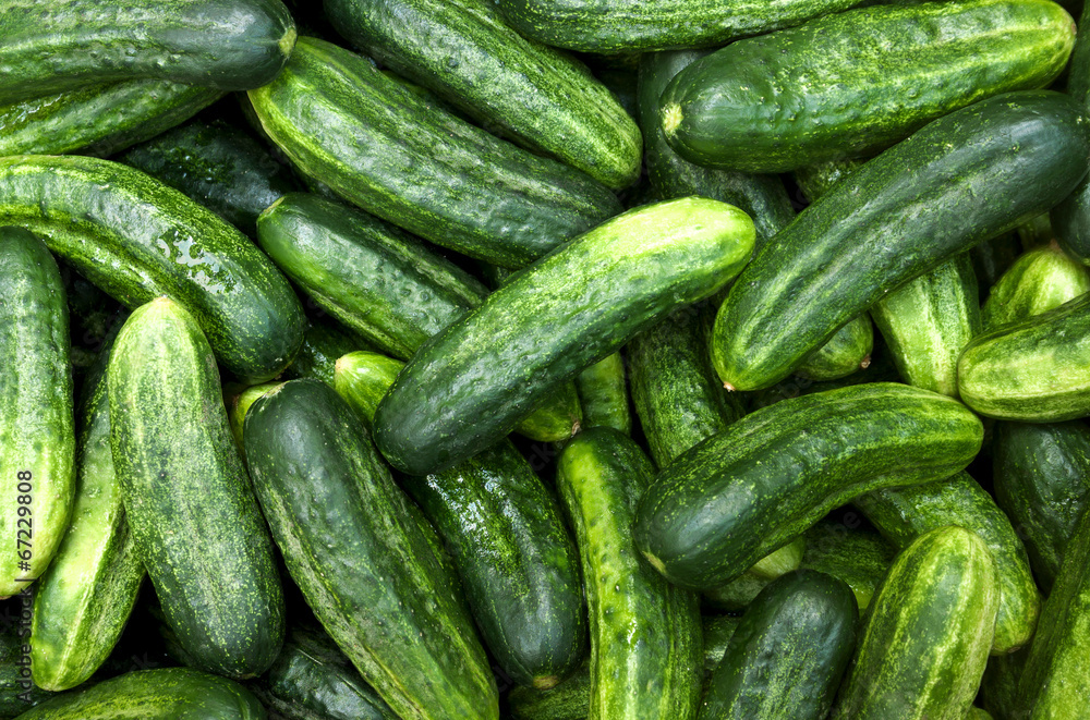 The cucumbers The cucumbers