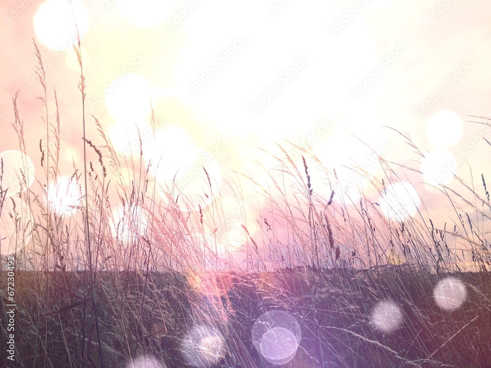 Sunny meadow in morning - obrazy, fototapety, plakaty 