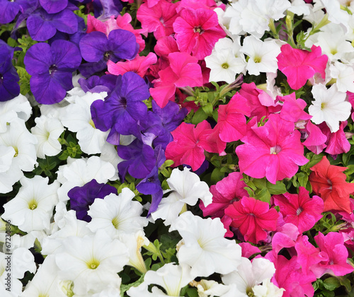 Petunia flowers in a warm summer day closeup image photo