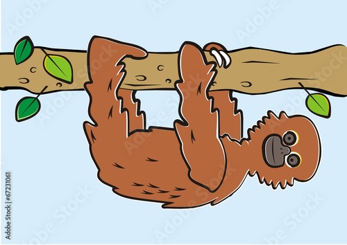 sloth