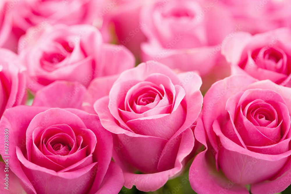 Naklejka premium beautiful pink rose flowers background