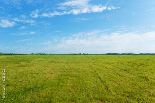 background green sown field with germinating crops and blue sky