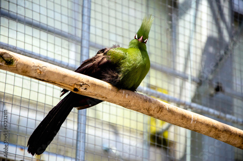 Guinea Turaco looking me photo