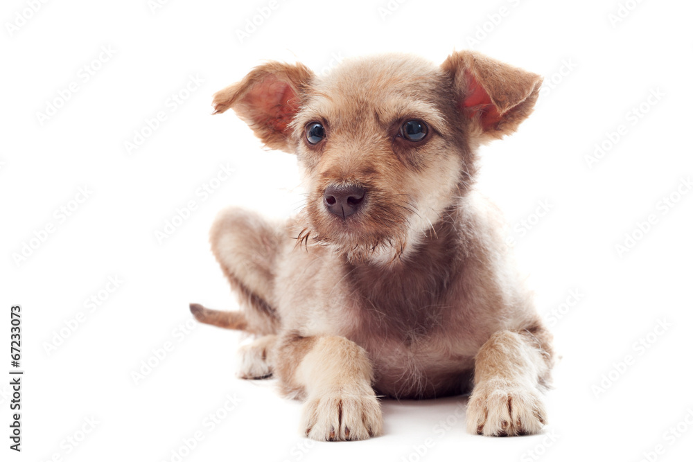 shaggy puppy looks shaggy puppy looks