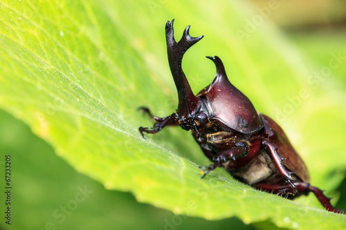 Rhinoceros beetle © nicholashan
