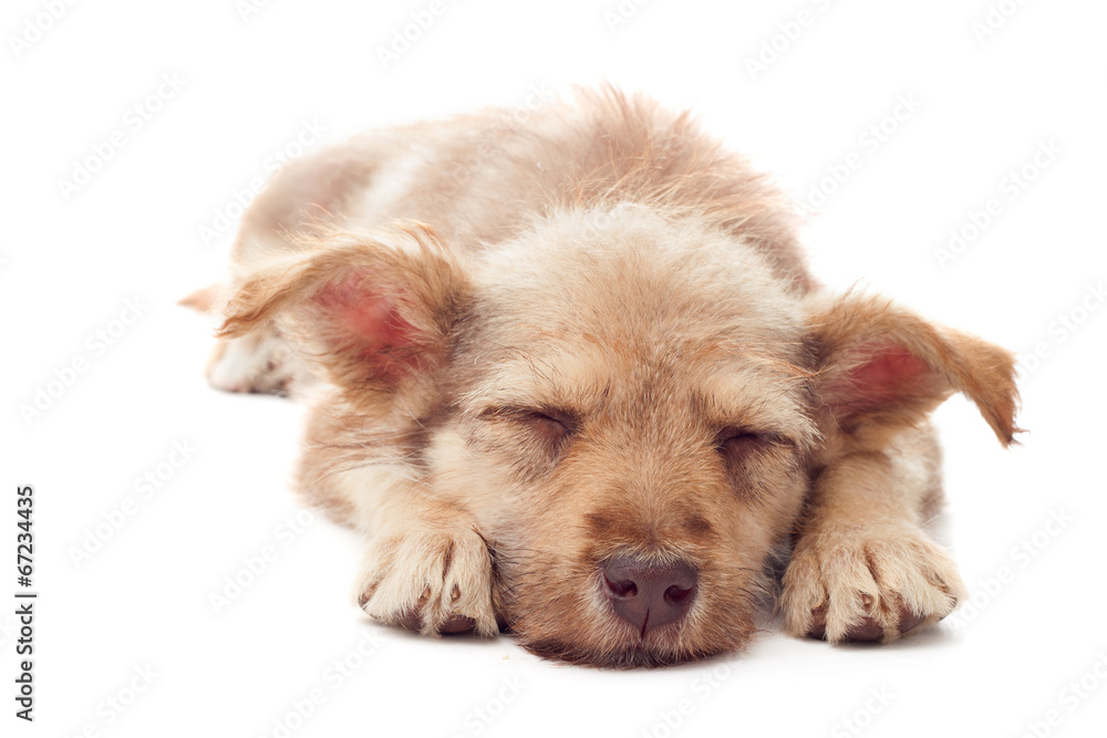 Obraz premium puppy sleeping