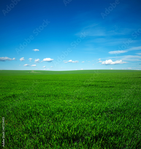 Fototapeta Naklejka Na Ścianę i Meble -  green field