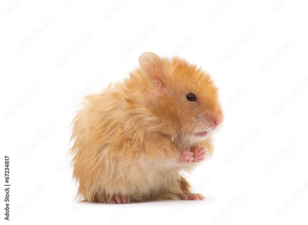 hamster hamster