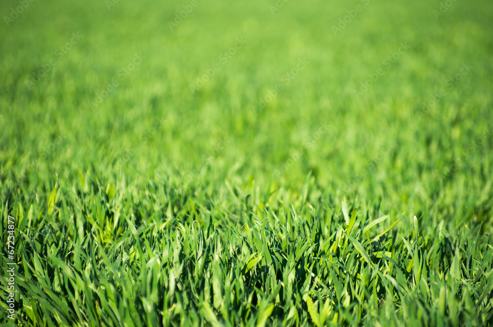 Abstract natural backgrounds with beauty bokeh Abstract natural backgrounds with beauty bokeh