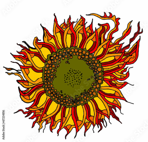 girasole