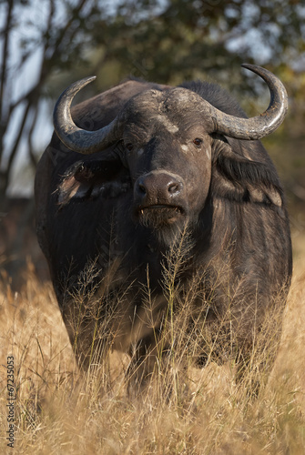 African Buffalo