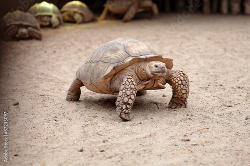 Centrochelys sulcata, Tortue sillonnée, African Spurred Tortoise