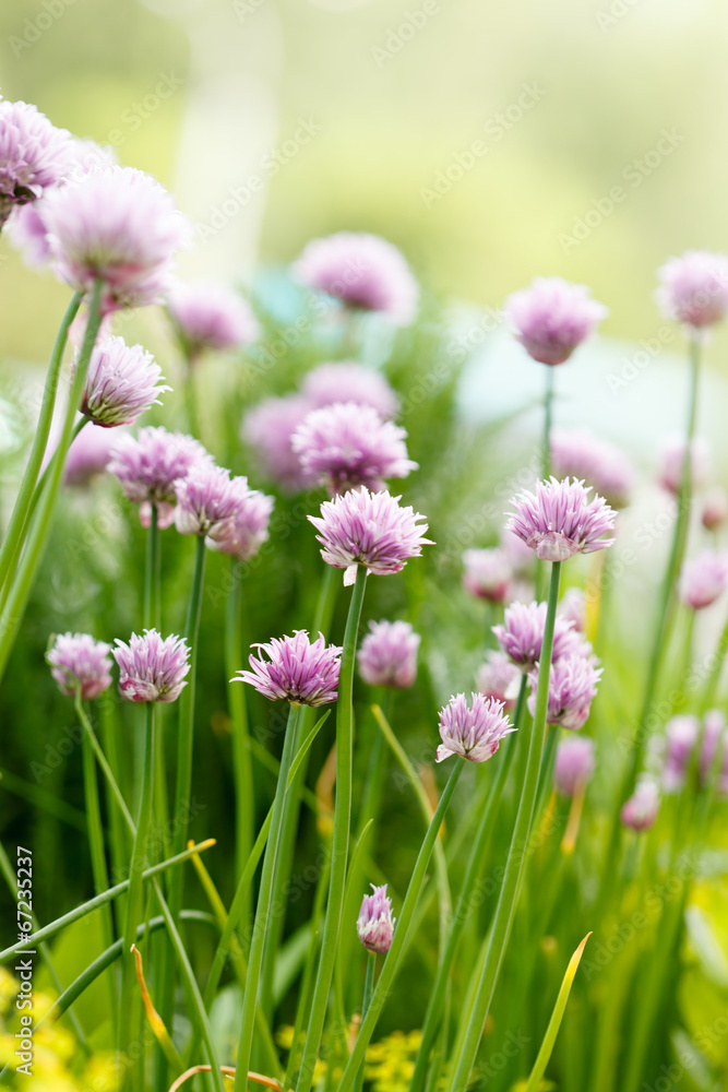 Fototapeta premium purple flowers