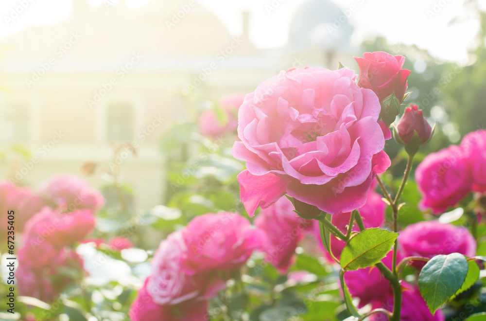Fototapeta premium Roses in the garden