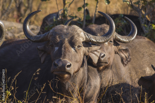 Adult buffalo portrait