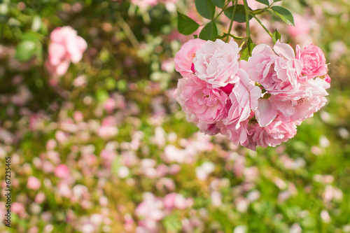Pink roses in the garden on fallen petals background © berezko