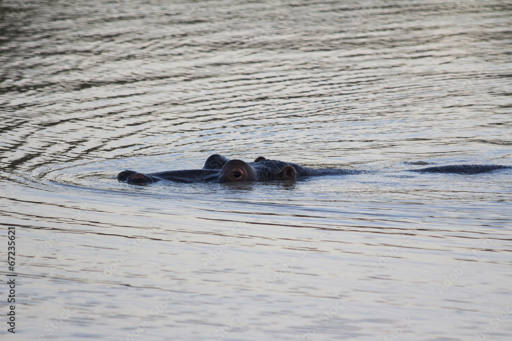 Fototapeta premium Hippo rising above the surface of the water at dusk