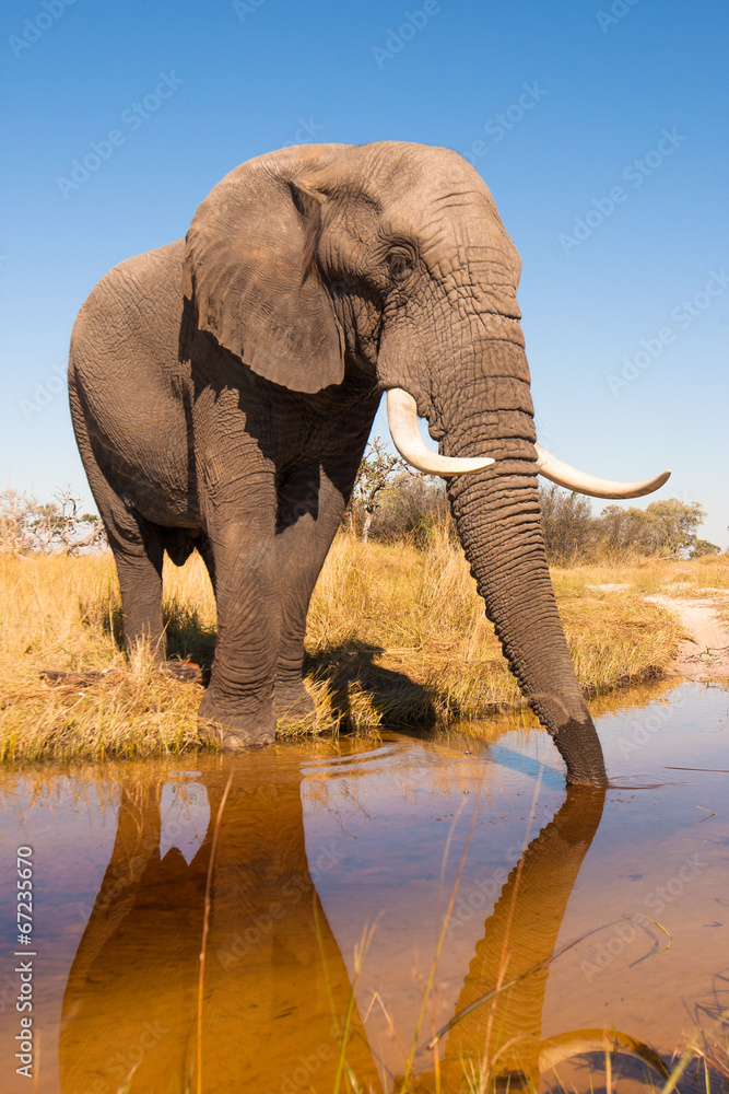 Fototapeta premium Woda pitna dla słoni