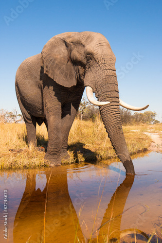 Elephant Drinking Water