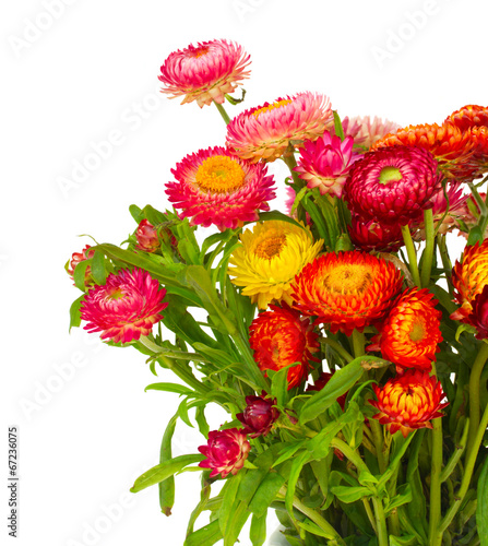 Fototapeta Naklejka Na Ścianę i Meble -  Everlasting flowers