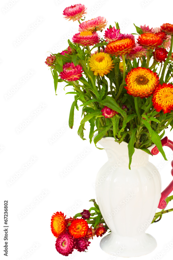 Everlasting flowers in vase