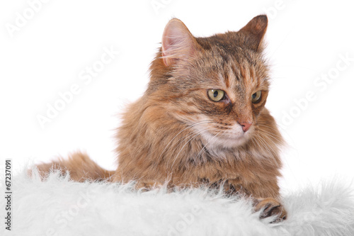cat isolated on white © zhagunov_a