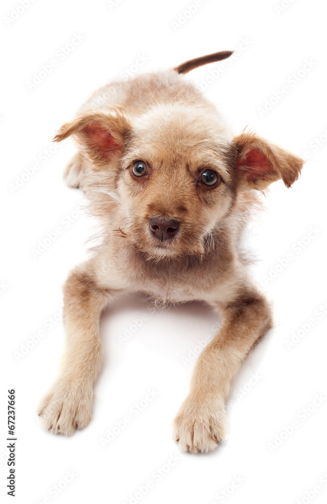 puppy looks puppy looks