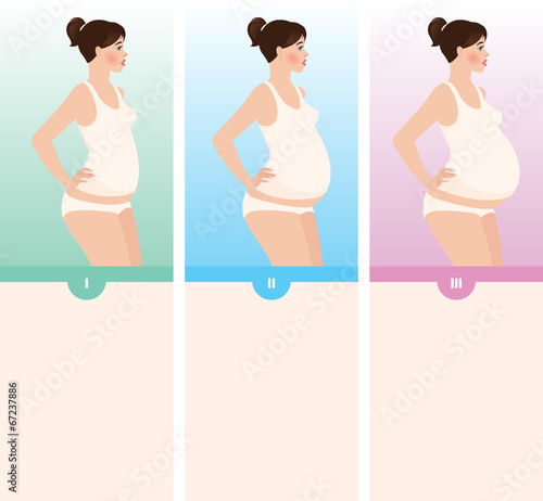 Three trimesters of pregnancy