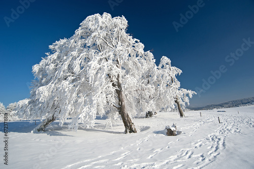 Wallpaper Mural Frozen tree Torontodigital.ca