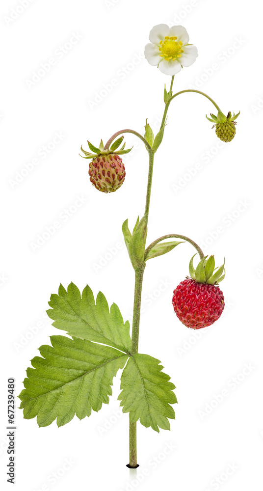 Wild_Strawberry Wild_Strawberry