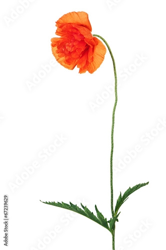 Single poppy flower isolated on white background.