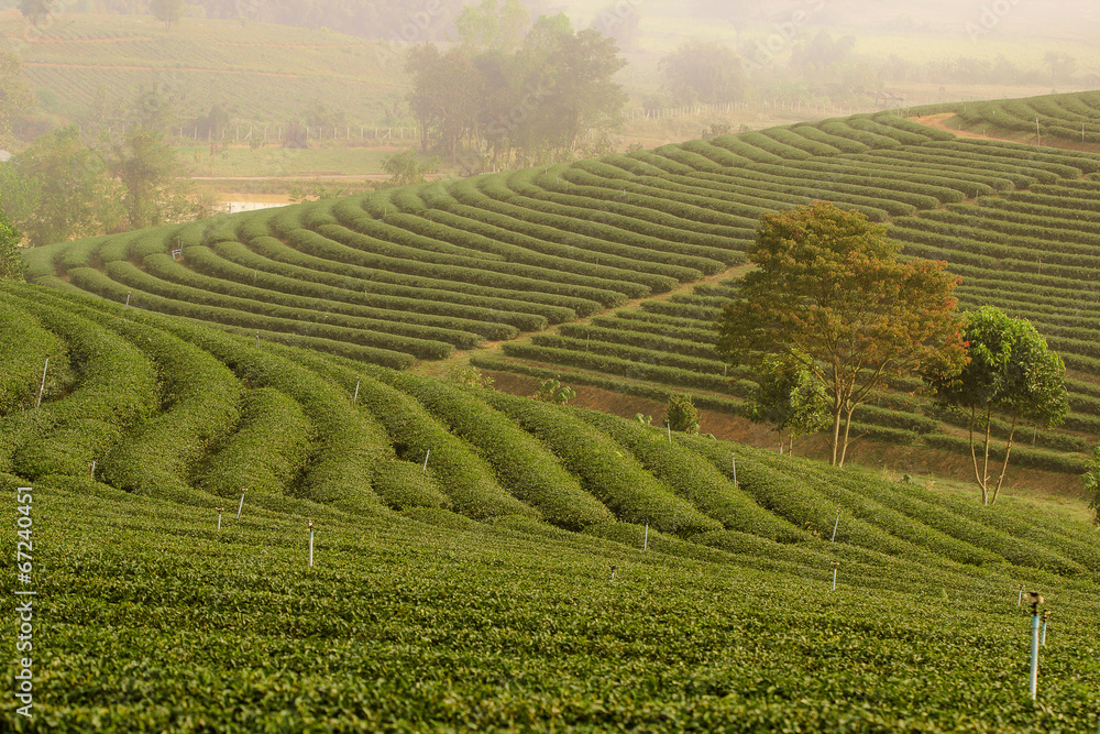 green tea plantation landscape