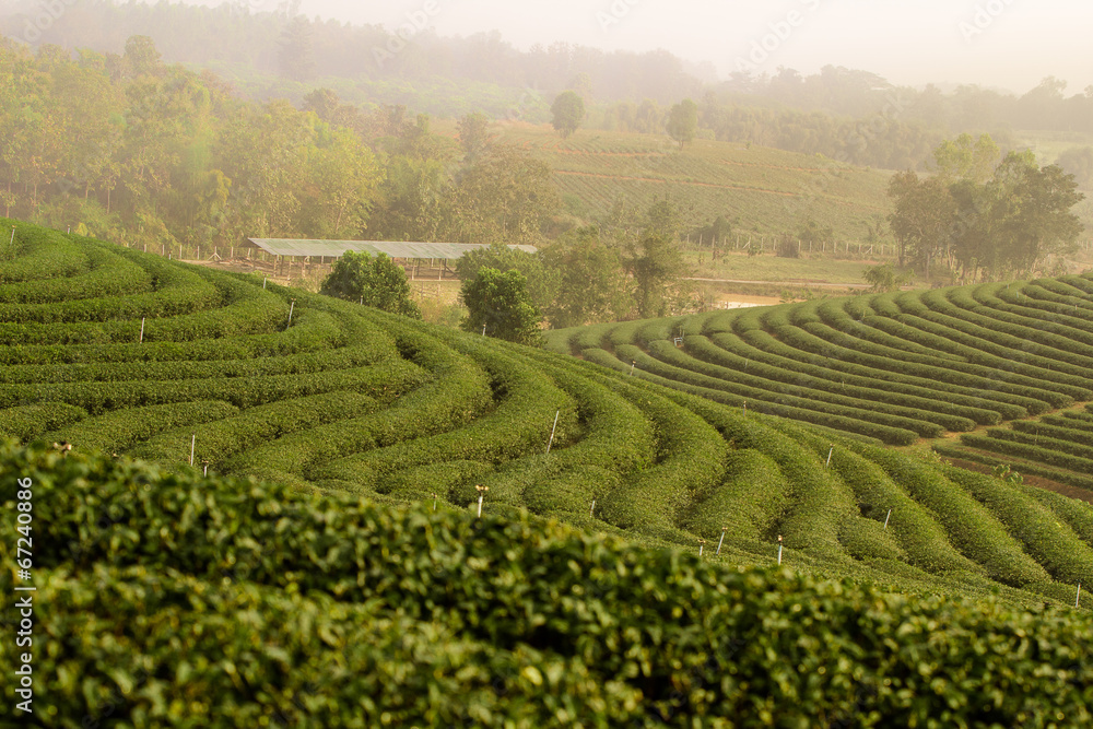 green tea plantation landscape
