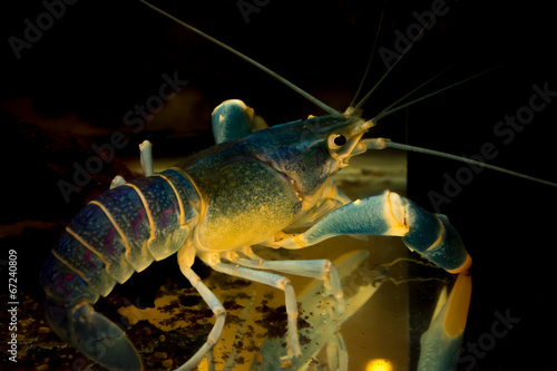 blue crayfish  in aquarium