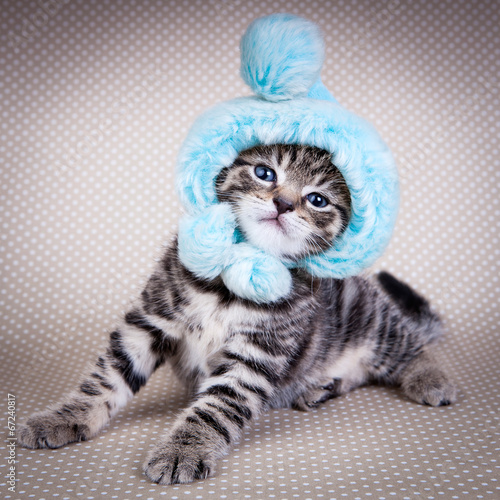 Little kitten wearing funny hat