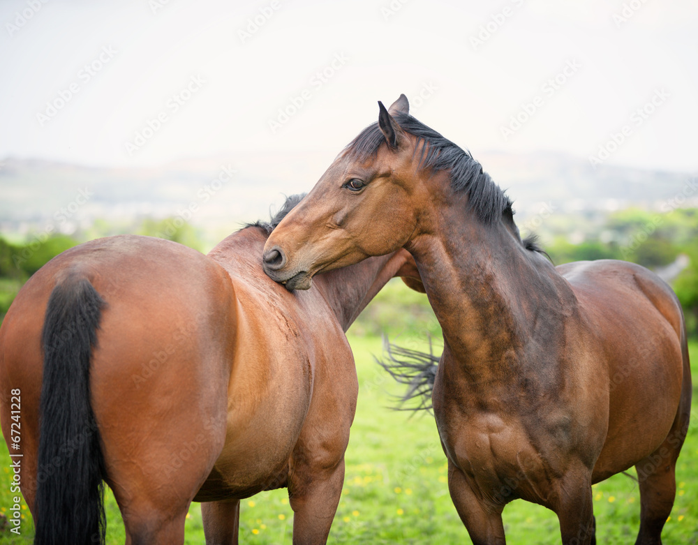 Obraz premium Two twin 6 year old bay horses cleaning each other on a field